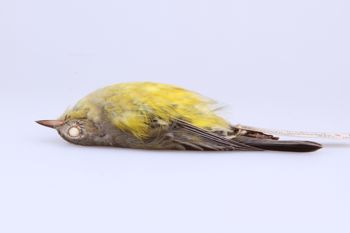 Media type: image;   Ornithology 272190 Description: Dendroica magnolia;  Aspect: lateral